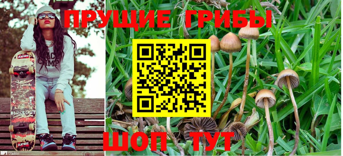 Кириши  Псилоцибиновые грибы Cubensis  Вход с VPN 